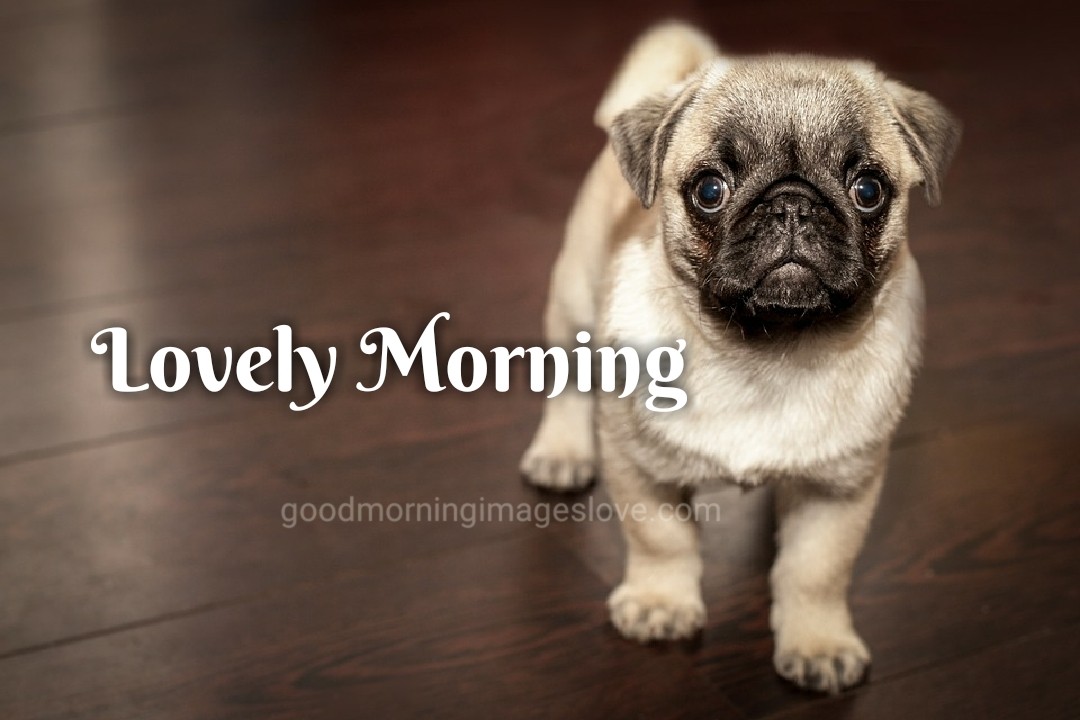 sweet puppy lovely morning wishes