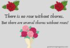 101 Quotes About Roses Life, Love and Thorns